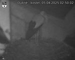 Capi_Dubne_20250405_025003.jpg