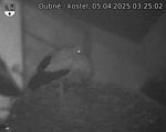 Capi_Dubne_20250405_032502.jpg