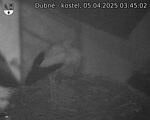 Capi_Dubne_20250405_034502.jpg