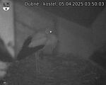 Capi_Dubne_20250405_035003.jpg