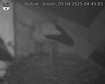 Capi_Dubne_20250405_044503.jpg