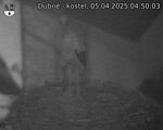 Capi_Dubne_20250405_045003.jpg