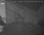 Capi_Dubne_20250405_045502.jpg