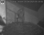 Capi_Dubne_20250405_051002.jpg