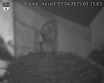 Capi_Dubne_20250405_051503.jpg
