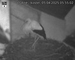 Capi_Dubne_20250405_055502.jpg