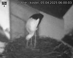 Capi_Dubne_20250405_060003.jpg