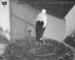 Capi_Dubne_20250405_060503.jpg