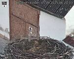 Capi_Dubne_20250405_062003.jpg