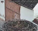 Capi_Dubne_20250405_062503.jpg