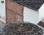 Capi_Dubne_20250405_063002.jpg