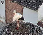 Capi_Dubne_20250405_063503.jpg