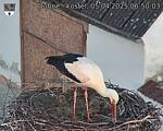 Capi_Dubne_20250405_065003.jpg