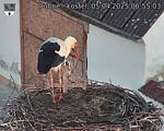 Capi_Dubne_20250405_065503.jpg