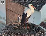 Capi_Dubne_20250405_070003.jpg