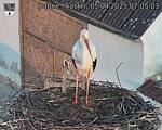Capi_Dubne_20250405_070503.jpg