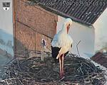 Capi_Dubne_20250405_071003.jpg
