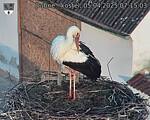 Capi_Dubne_20250405_071503.jpg