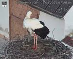 Capi_Dubne_20250405_072004.jpg