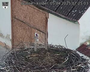 Capi_Dubne_20250405_072503.jpg (1350 x 1080)