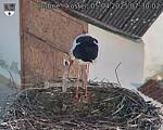 Capi_Dubne_20250405_073002.jpg