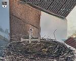 Capi_Dubne_20250405_074003.jpg