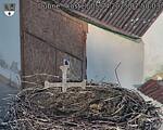 Capi_Dubne_20250405_075003.jpg