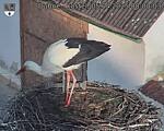 Capi_Dubne_20250405_080003.jpg
