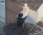 Capi_Dubne_20250405_080504.jpg