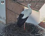 Capi_Dubne_20250405_081003.jpg