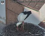 Capi_Dubne_20250405_082003.jpg