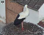 Capi_Dubne_20250405_082503.jpg