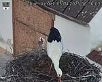 Capi_Dubne_20250405_083003.jpg