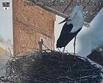 Capi_Dubne_20250405_085003.jpg