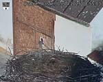 Capi_Dubne_20250405_085503.jpg