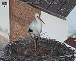 Capi_Dubne_20250405_090503.jpg