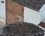 Capi_Dubne_20250405_091503.jpg