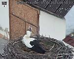 Capi_Dubne_20250405_095003.jpg
