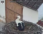 Capi_Dubne_20250405_095503.jpg
