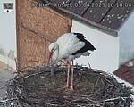 Capi_Dubne_20250405_101004.jpg
