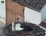 Capi_Dubne_20250405_102004.jpg
