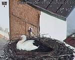 Capi_Dubne_20250405_102503.jpg