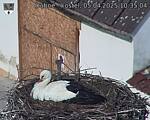 Capi_Dubne_20250405_103504.jpg