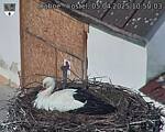 Capi_Dubne_20250405_105003.jpg