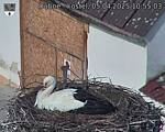 Capi_Dubne_20250405_105503.jpg