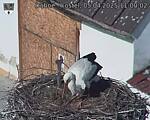 Capi_Dubne_20250405_110002.jpg