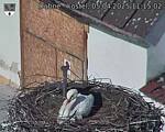 Capi_Dubne_20250405_111502.jpg