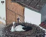 Capi_Dubne_20250405_113503.jpg