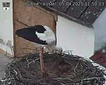 Capi_Dubne_20250405_115003.jpg