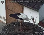 Capi_Dubne_20250405_115502.jpg
